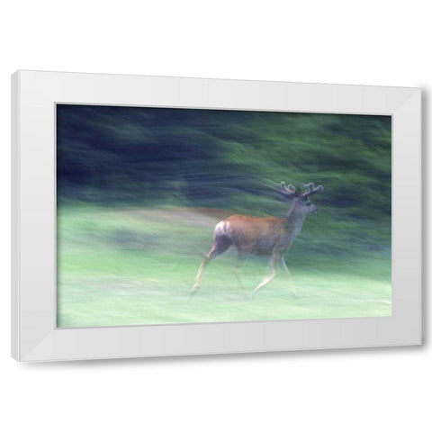Canada, Alberta, Jasper NP Mule deer running White Modern Wood Framed Art Print by Delisle, Gilles