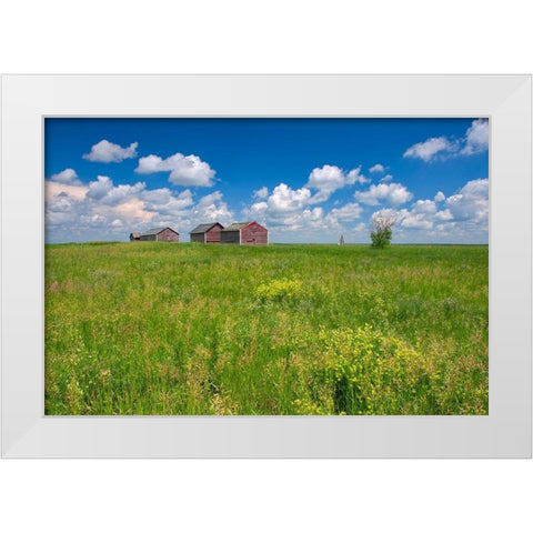 Canada-Alberta-Oyen Granaries in field of grass White Modern Wood Framed Art Print by Jaynes Gallery
