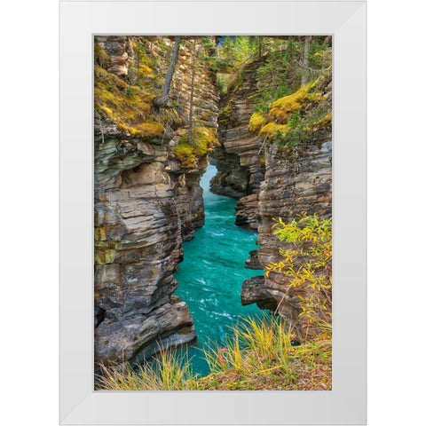 Canada-Alberta-Jasper National Park Athabasca River at Athabasca Falls White Modern Wood Framed Art Print by Jaynes Gallery