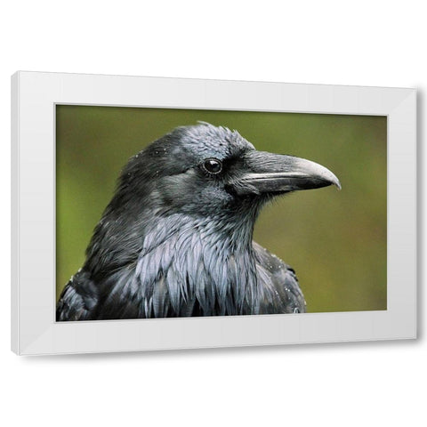 Canada-Alberta-Banff National Park Common raven close-up White Modern Wood Framed Art Print by Jaynes Gallery