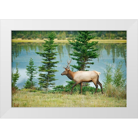Canada-Alberta-Jasper National Park Bull elk next to Athabasca River White Modern Wood Framed Art Print by Jaynes Gallery