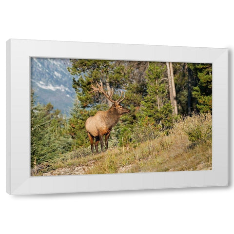 Canada-Alberta-Jasper National Park Bull elk on mountain White Modern Wood Framed Art Print by Jaynes Gallery