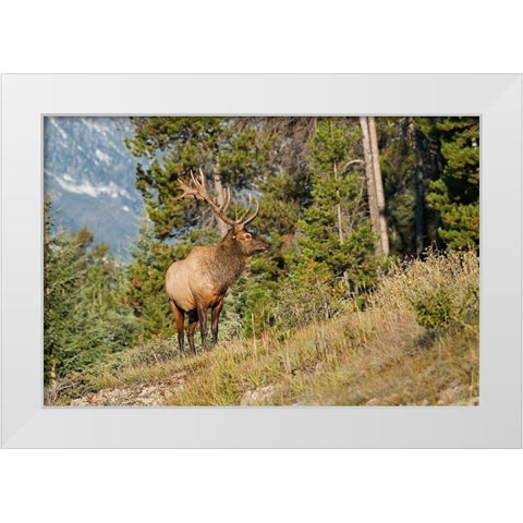 Canada-Alberta-Jasper National Park Bull elk on mountain White Modern Wood Framed Art Print by Jaynes Gallery