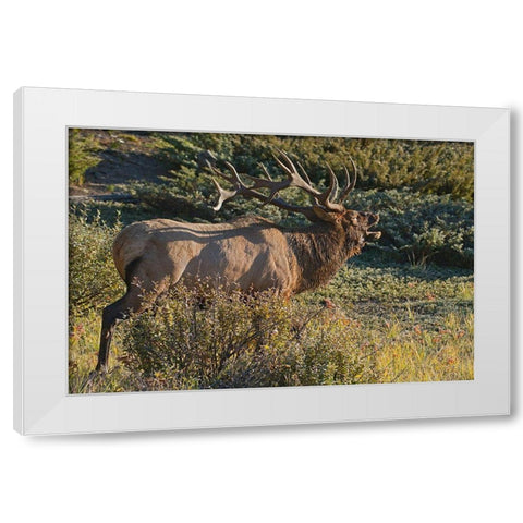 Canada-Alberta-Jasper National Park Bull elk next to Athabasca River White Modern Wood Framed Art Print by Jaynes Gallery
