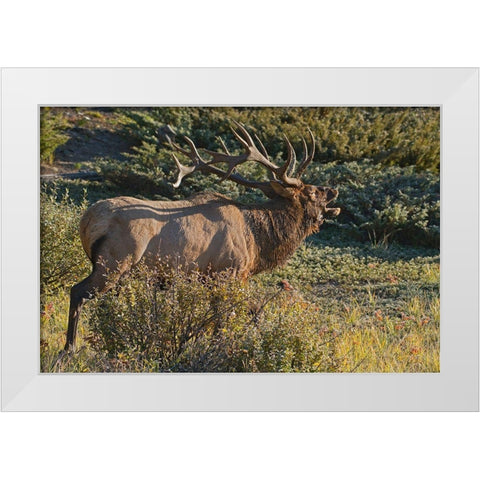 Canada-Alberta-Jasper National Park Bull elk next to Athabasca River White Modern Wood Framed Art Print by Jaynes Gallery