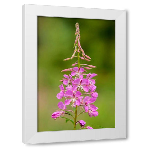 Canada-Alberta-Banff National Park Pink fireweed flowers close-up White Modern Wood Framed Art Print by Jaynes Gallery