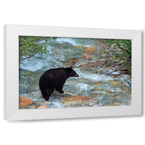 Canada-Alberta-Banff National Park American black bear sow crossing creek White Modern Wood Framed Art Print by Jaynes Gallery