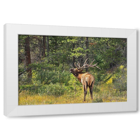 Canada-Alberta-Jasper National Park Male elk calling White Modern Wood Framed Art Print by Jaynes Gallery