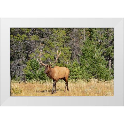 Canada-Alberta-Jasper National Park Male elk walking White Modern Wood Framed Art Print by Jaynes Gallery
