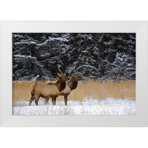 Canada-Alberta-Banff National Park Female elks in snowy field White Modern Wood Framed Art Print by Jaynes Gallery