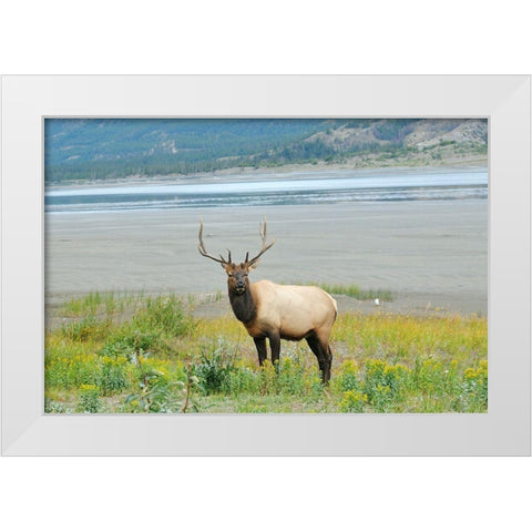 Canada-Alberta-Jasper National Park Male elk in field White Modern Wood Framed Art Print by Jaynes Gallery