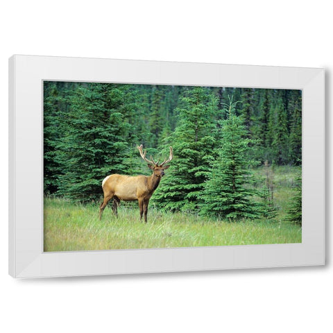Canada-Alberta-Jasper National Park Male elk in field White Modern Wood Framed Art Print by Jaynes Gallery