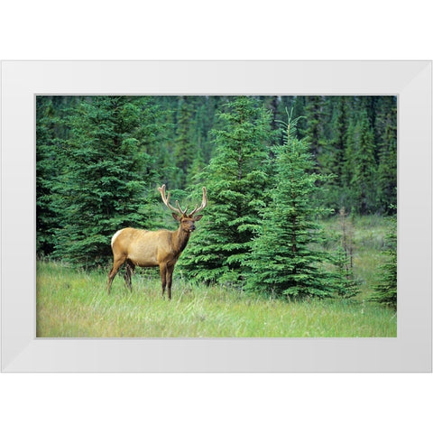 Canada-Alberta-Jasper National Park Male elk in field White Modern Wood Framed Art Print by Jaynes Gallery