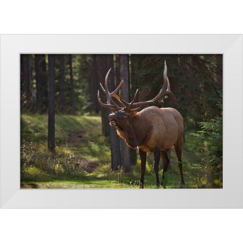 Canada-Alberta-Jasper National Park Male elk calling White Modern Wood Framed Art Print by Jaynes Gallery