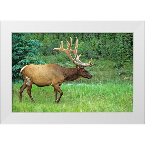 Canada-Alberta-Jasper National Park Male elk walking White Modern Wood Framed Art Print by Jaynes Gallery