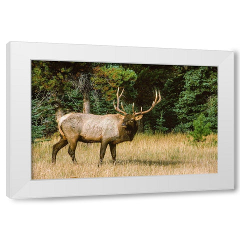 Bull elk with huge rack-Banff National Park-Canada White Modern Wood Framed Art Print by Garber, Howie