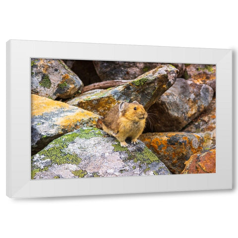 American Pika-Ochotona princeps-Jasper National Park-Alberta-Canada White Modern Wood Framed Art Print by Bishop, Russ