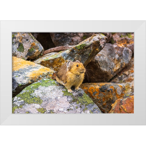 American Pika-Ochotona princeps-Jasper National Park-Alberta-Canada White Modern Wood Framed Art Print by Bishop, Russ