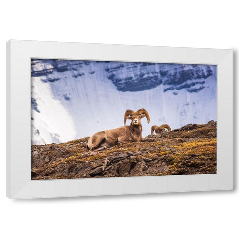 Bighorn rams on Wilcox Ridge under Mount Athabasca-Jasper National Park-Alberta-Canada White Modern Wood Framed Art Print by Bishop, Russ