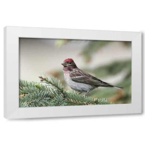 Canada, BC, Kamloops Cassins finch in a pine White Modern Wood Framed Art Print by Morris, Arthur