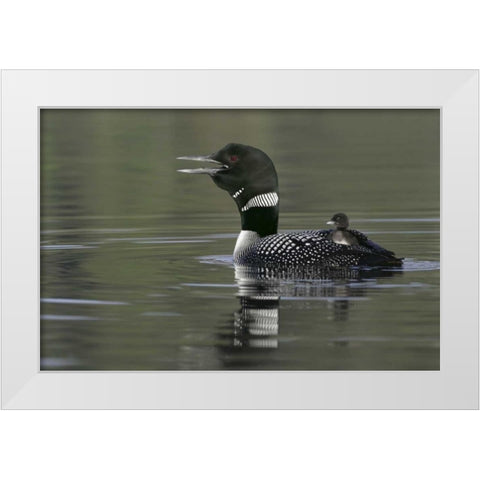 Canada, BC, Kamloops Common loon with chick White Modern Wood Framed Art Print by Morris, Arthur