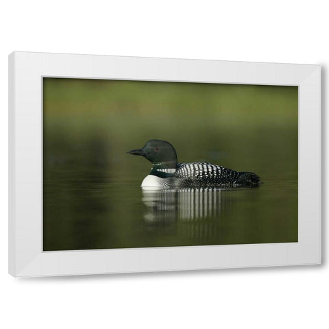 Canada, BC, Kamloops Portrait of common loon White Modern Wood Framed Art Print by Morris, Arthur