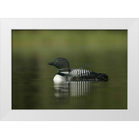 Canada, BC, Kamloops Portrait of common loon White Modern Wood Framed Art Print by Morris, Arthur