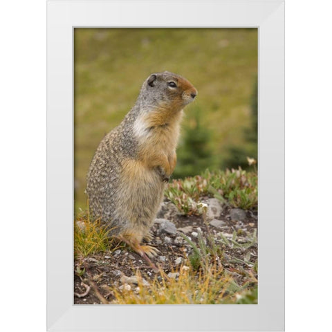 Canada, BC, Banff NP Columbian ground squirrel White Modern Wood Framed Art Print by Paulson, Don