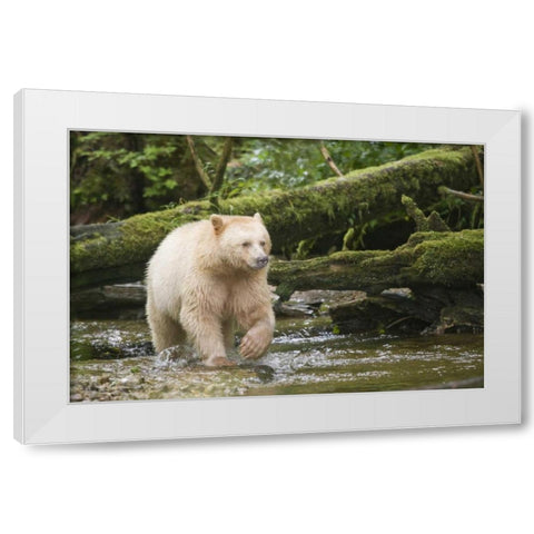 Canada, BC, Princess Royal Island Spirit Bear White Modern Wood Framed Art Print by Paulson, Don
