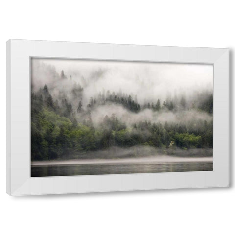 Canada, BC, Fog-shrouded forest by ocean inlet White Modern Wood Framed Art Print by Paulson, Don