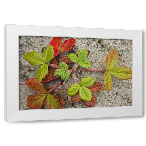 Canada, BC, Calvert Island Beach strawberry White Modern Wood Framed Art Print by Paulson, Don