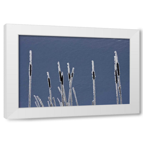 Canada, BC Bulrushes coated with hoar frost White Modern Wood Framed Art Print by Young, Bill