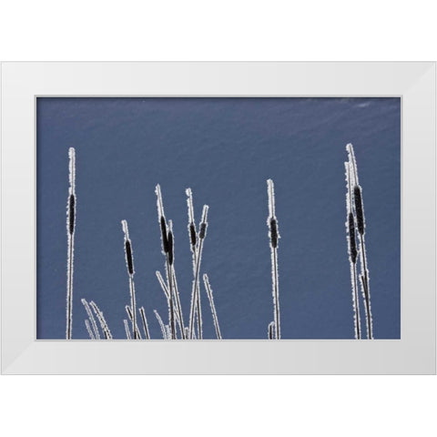 Canada, BC Bulrushes coated with hoar frost White Modern Wood Framed Art Print by Young, Bill
