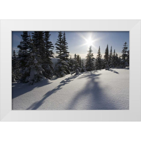 Canada, BC, Smithers Snow-laden spruce trees White Modern Wood Framed Art Print by Young, Bill