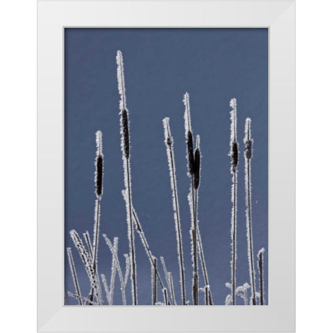 Canada, BC Bulrushes coated with hoar frost White Modern Wood Framed Art Print by Young, Bill