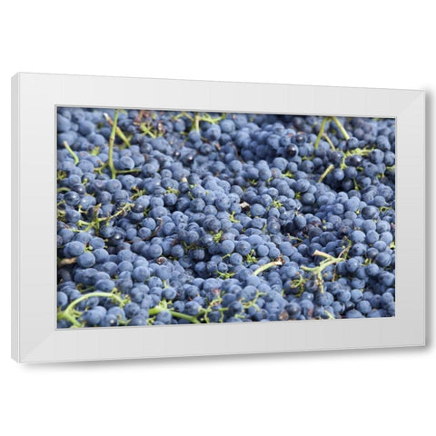 Canada, BC, Osoyoos Fresh purple grapes White Modern Wood Framed Art Print by Paulson, Don