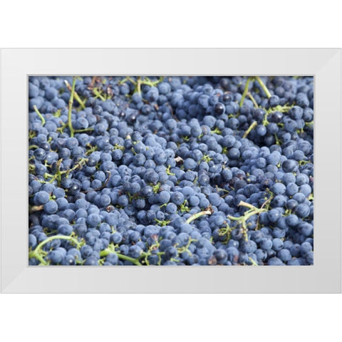 Canada, BC, Osoyoos Fresh purple grapes White Modern Wood Framed Art Print by Paulson, Don