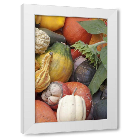 Canada, BC, Keremeos Winter squash White Modern Wood Framed Art Print by Paulson, Don