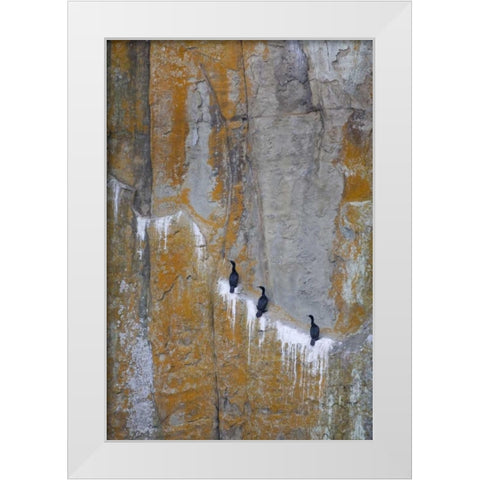 Canada, BC Double-crested cormorants White Modern Wood Framed Art Print by Paulson, Don
