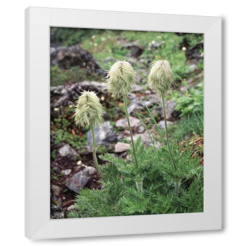 Canada, BC, Wildflowers in the Forest White Modern Wood Framed Art Print by Talbot Frank, Christopher
