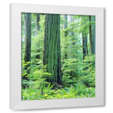 Canada, Vancouver Isl Old-growth Douglas Fir White Modern Wood Framed Art Print by Talbot Frank, Christopher