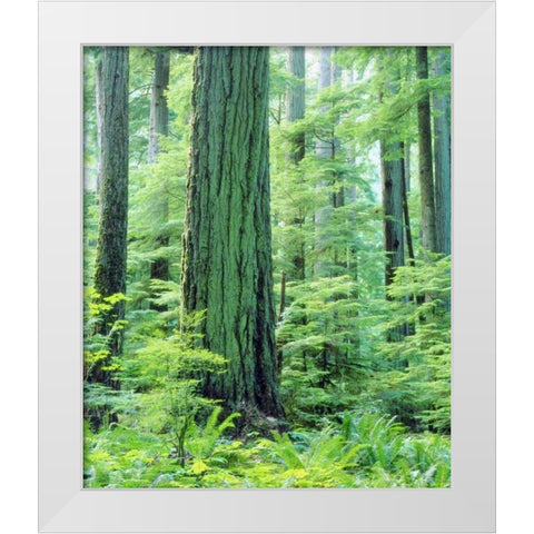 Canada, Vancouver Isl Old-growth Douglas Fir White Modern Wood Framed Art Print by Talbot Frank, Christopher