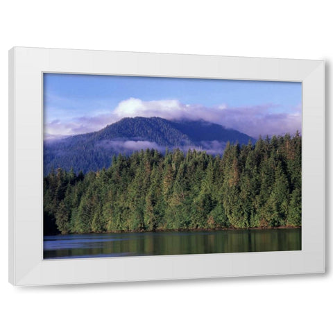 Canada, British Columbia, Coastal forest White Modern Wood Framed Art Print by Grandmaison, Mike