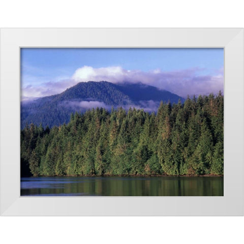 Canada, British Columbia, Coastal forest White Modern Wood Framed Art Print by Grandmaison, Mike