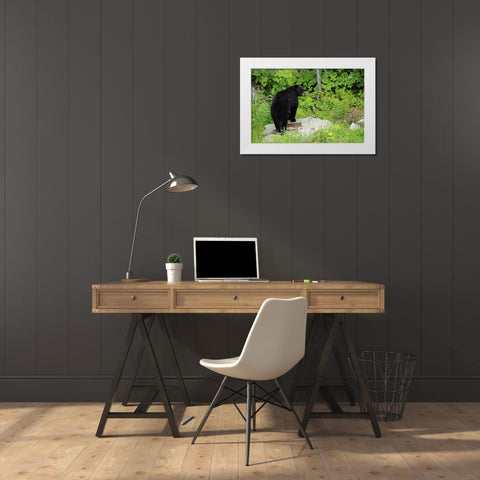 Canada, BC, Pemberton American black bear White Modern Wood Framed Art Print by Grandmaison, Mike