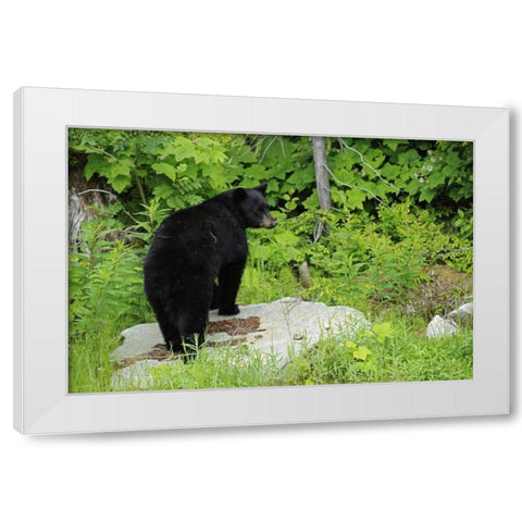 Canada, BC, Pemberton American black bear White Modern Wood Framed Art Print by Grandmaison, Mike