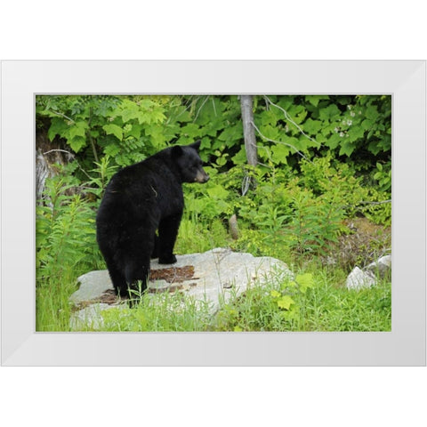 Canada, BC, Pemberton American black bear White Modern Wood Framed Art Print by Grandmaison, Mike