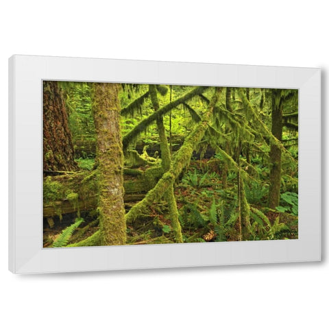 Canada, BC ,Mossy trees in Cathedral Grove White Modern Wood Framed Art Print by Grandmaison, Mike