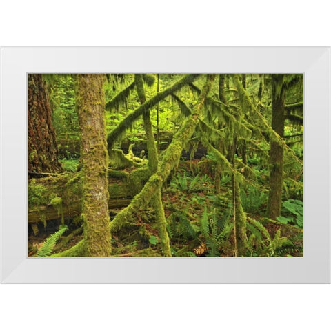 Canada, BC ,Mossy trees in Cathedral Grove White Modern Wood Framed Art Print by Grandmaison, Mike