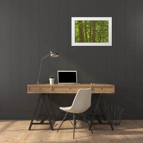 Canada, BC ,Mossy trees in Cathedral Grove White Modern Wood Framed Art Print by Grandmaison, Mike